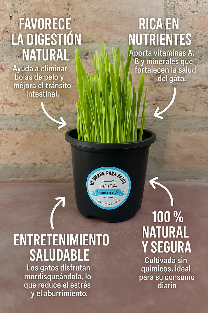 BIENESTAR FELINO: KIT DE HIERBA FRESCA PARA GATOS
