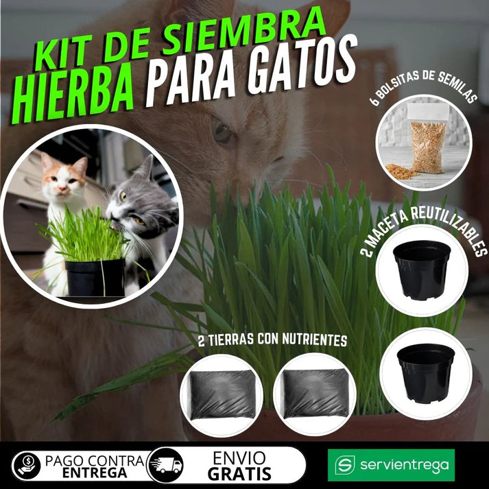 BIENESTAR FELINO: KIT DE HIERBA FRESCA PARA GATOS