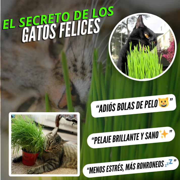 BIENESTAR FELINO: KIT DE HIERBA FRESCA PARA GATOS