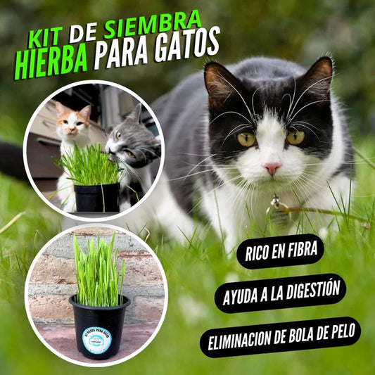BIENESTAR FELINO: KIT DE HIERBA FRESCA PARA GATOS
